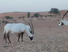 Oryxes are skilled swordsmen