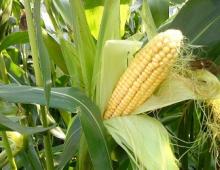 Origin of corn and its botanical characteristics (3