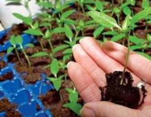 Clarkia χαριτωμένη - μεγαλώνει από σπόρους, πότε φυτεύονται σπορόφυτα, στο έδαφος