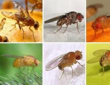 Description of midges in nature and their influence on humans Where does the midge midge live