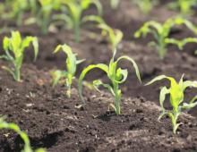 Καλαμπόκι: καλλιέργεια και φροντίδα σε ανοιχτό χωράφι, συγκομιδή και αποθήκευση καλλιεργειών