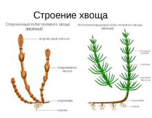 The structure of reproduction and development of horsetails