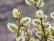 Lunar calendar for april seedlings