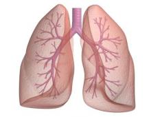 Functions of the human respiratory system