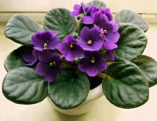 Saintpaulia (Uzambara violet): χαρακτηριστικά της καλλιέργειας στο σπίτι