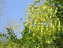 Sophora giapponese - proprietà medicinali, tintura