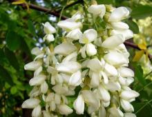 Masonic symbols - acacia Recipe for tincture of acacia flowers for infertility