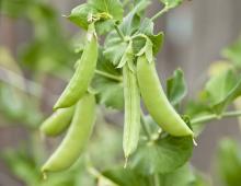 Guisantes: las mejores variedades y su descripción.