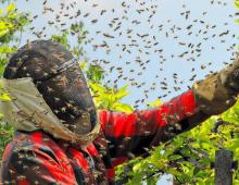 Cómo cuidar a las abejas: consejos para apicultores novatos