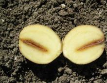 Φωτογραφίες και περιγραφές ασθενειών της πατάτας Βακτηριακές ασθένειες της πατάτας