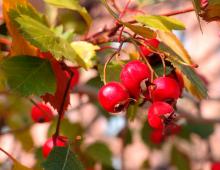 How to dry hawthorn at home: harvesting for the winter