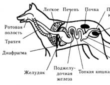 Características de la estructura interna del sistema respiratorio digestivo de los mamíferos.