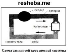 Яке значення має транспорт речовин для багатоклітинних живих організмів